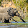 Analysis of largest elephant surveys ever shows stable population, but disturbing trends