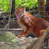 On the trail of Borneo’s bay cat, one of the world’s most mysterious felines