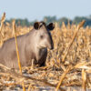 Tapirs in Brazil’s Cerrado inspire research on human health & pesticides