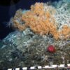 No protection from bottom trawling for seamount chain in northern Pacific