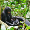 Bonobos, the ‘hippy apes’, may not be as peaceful as once thought