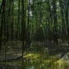 Brazil boosts protection of Amazon mangroves with new reserves in Pará state