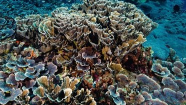 Diving Deep Into the Great Barrier Reef’s Hidden Climate Defense