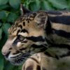 Borneo and Sumatra megaprojects are carving up clouded leopard forests