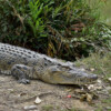 Bangladesh uses satellite transmitters on saltwater crocodiles in Asia’s first