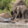 Malawi police arrest elephant poachers in Kasungu National Park