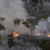 Amid record-high fires across the Amazon, Brazil loses primary forests