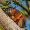 Sierra Leone cacao project boosts livelihoods and buffers biodiversity