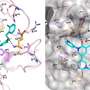 A better COVID treatment for the immunocompromised? Researchers create a non-toxic potential alternative to Paxlovid