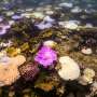 Australia’s Great Barrier Reef struggles to survive