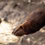 Beavers’ work can help stop wildfires: More places in California are embracing them