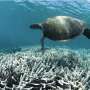 Carbon trading solutions for declining coral reef management tested with game theory