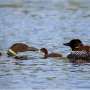 Common loons threatened by declining water clarity