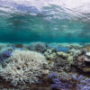 Global coral beaching now underway looks set to be largest on record