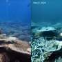 Deep parts of Great Barrier Reef ‘insulated’ from global warming, for now