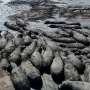 Herds of endangered hippos trapped in mud in drought-hit Botswana