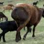 The giant sheep helping Tajikistan weather climate change