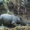 A single gang of poachers may have killed 10% of Javan rhinos since 2019