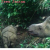 New calf, same threats: Javan rhinos continue to reproduce despite perils