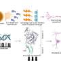 New insights into the mechanisms of bacterial brain invasion during meningitis