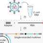 New technology uncovers mechanism affecting generation of new COVID variants