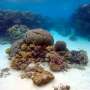 Research show oysters could help clean up the reef through filtration