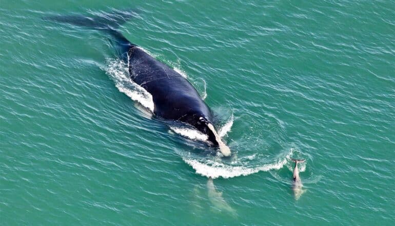 New mapping could help protect one of the most endangered whales