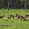 Nepal’s tigers & prey need better grassland management: Interview with Shyam Thapa