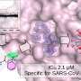 Study reports new compound that halts replication of COVID by targeting ‘Mac-1’ protein in cell models