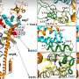 Using machine learning to track the evolution of COVID-19