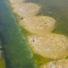 Fishers, scientists restore mangroves on a Mexican isle wrecked by salt mining