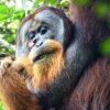 Hold my ointment: Wild orangutan observed healing wound with medicinal plant