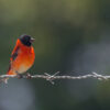 Shade-grown coffee benefits birds, forests & people in Venezuela