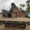 New illegal logging threatens Liberia’s forests amid vague ban