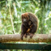 Brazil takes pioneering action — and a vaccine — to rewild howler monkeys