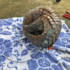 On foot and by drone, radio tracking helps rehabilitate pangolins in Vietnam