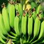 Can Philly become a hothouse for bananas and pineapples as the climate warms?