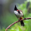 Bangladesh island’s switch from solar power to fossil fuels threatens birds