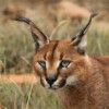 Ridiculously rare photo catches Asian caracal swimming a river in India