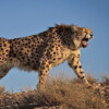 Final cheetah conservationists freed in Iran, but the big cat’s outlook remains grim