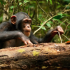 Chimps are lifelong learners, study on tool use shows