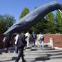 Japan Fisheries Agency proposes allowing commercial catching of fin whales