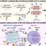 New study identifies mechanism of immune evasion of SARS-CoV-2 and variants