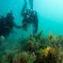 Rapid oyster reef restoration gives hope for repairing the sea