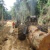 Forestry company under fire for illegal timber harvest in DR Congo