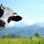 USDA testing beef for H5N1 amid current outbreak in dairy cows