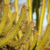 Research shows the Caatinga is Brazil’s most efficient carbon capture biome