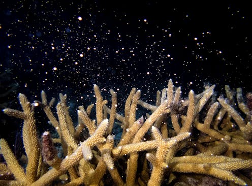 The world’s fourth mass coral bleaching is underway, but well-connected reefs may have a better chance to recover