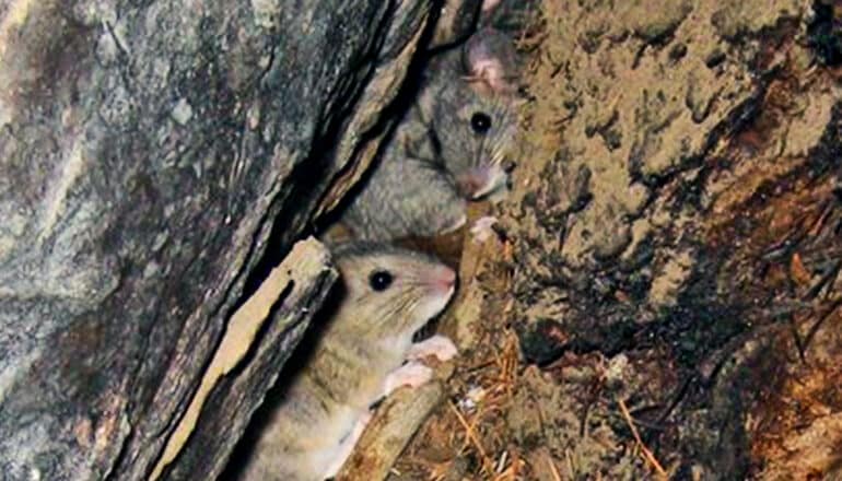 Ancient rat pee created ‘time capsules’ of the last 50,000 years