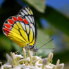 Scientists are racing to save South Asia’s butterflies from the threat of extinction